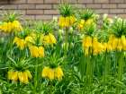 Netherlands-Lisse. Display of yellow Fritillaria Lutea Maxima in a garden. Art Print